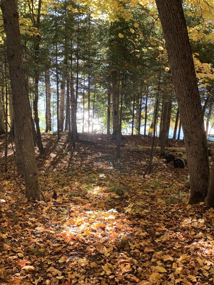 forest-leaves-fall-autum-gail-goldman-wellness